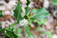 Ilex aquifolium Ilex aquifolium
